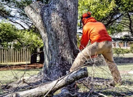 Professional lawn care service in Bloomfield, NJ by Pedro & Son