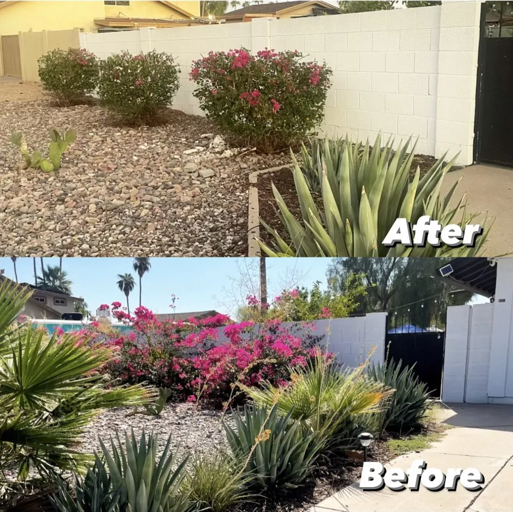 Local yard cleanup service in Chandler, AZ by Pedro and Sons Landscaping