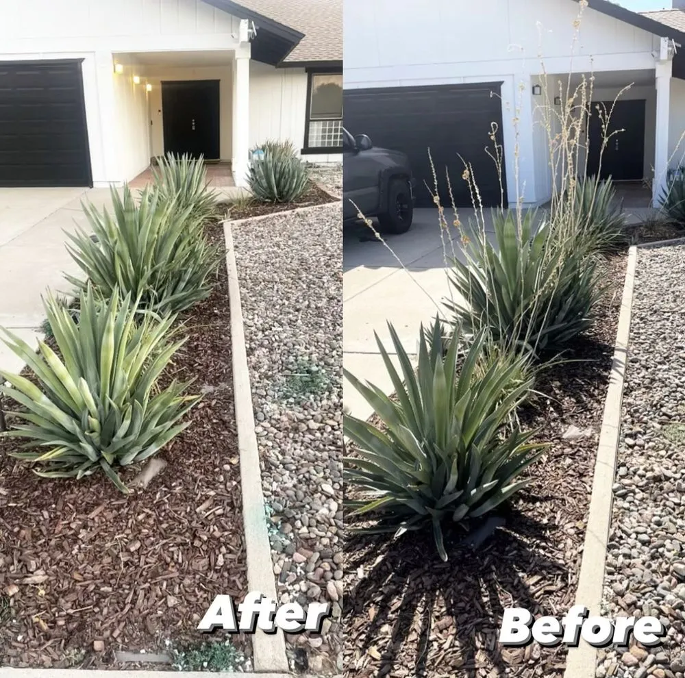 Professional outdoor landscaping for year-round maintenance across Chandler, AZ - Pedro and Sons Landscaping