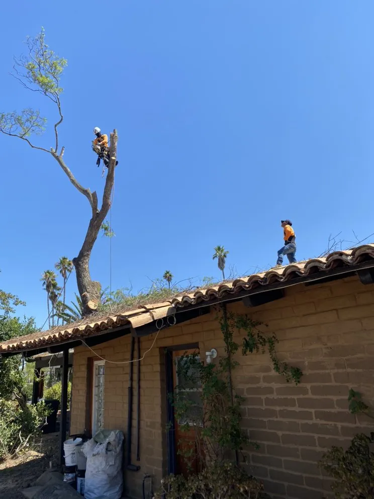 Top-rated landscaping services in Fallbrook, CA by Pedro Gonzalez Tree Services