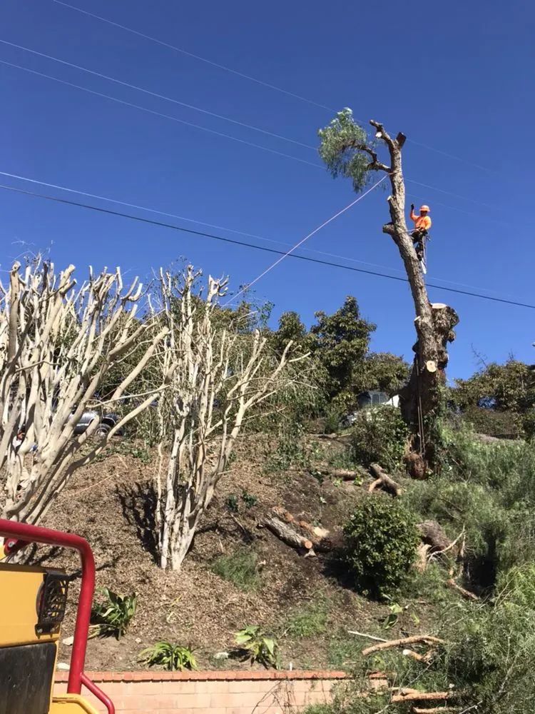 Expert garden landscaping experts serving Fallbrook, CA - Pedro Gonzalez Tree Services