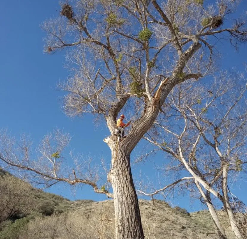 Trusted lawn mowing service in Fallbrook, CA by Pedro Gonzalez Tree Services