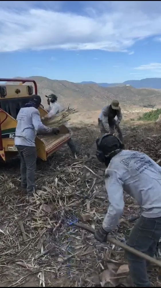 Expert landscaping services in Fallbrook, CA - Pedro Gonzalez Tree Services