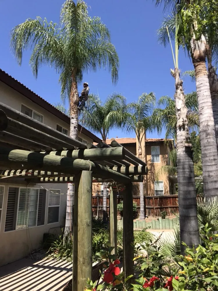Reliable garden landscaping in Fallbrook, CA by Pedro Gonzalez Tree Services