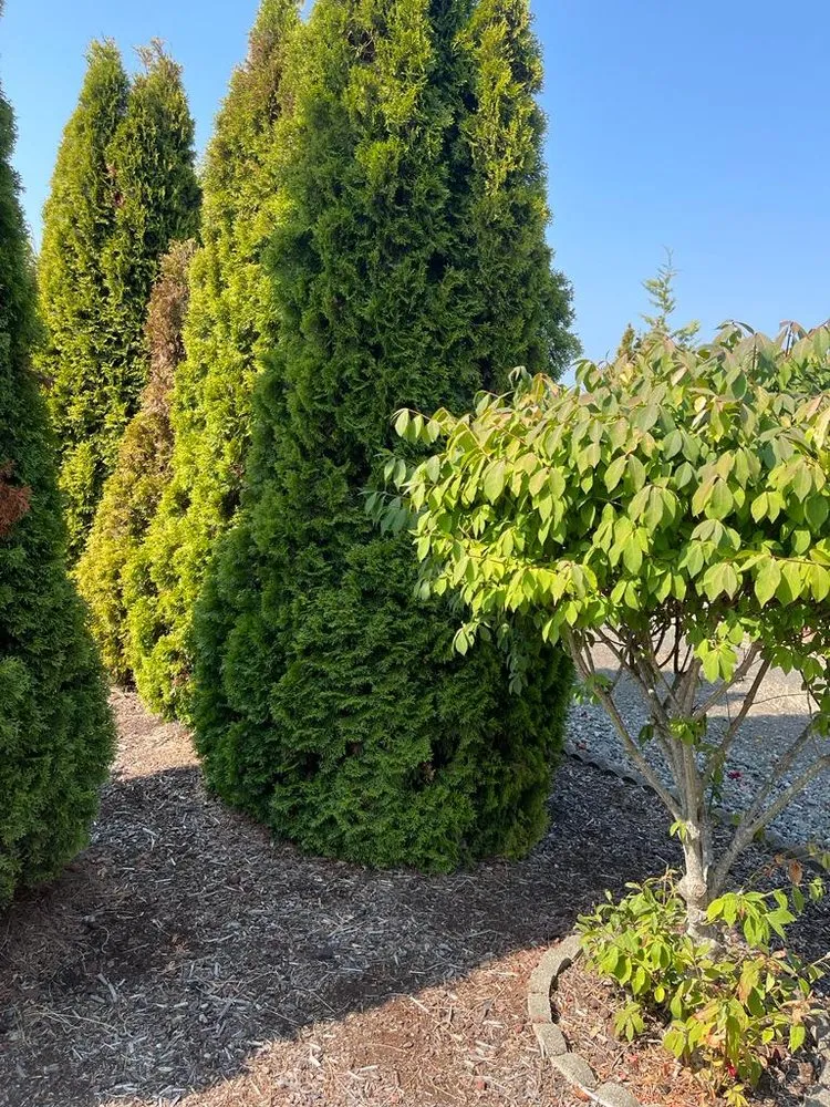 Local outdoor landscaping experts serving Belfair, WA - Pedro Jesus Landscaping