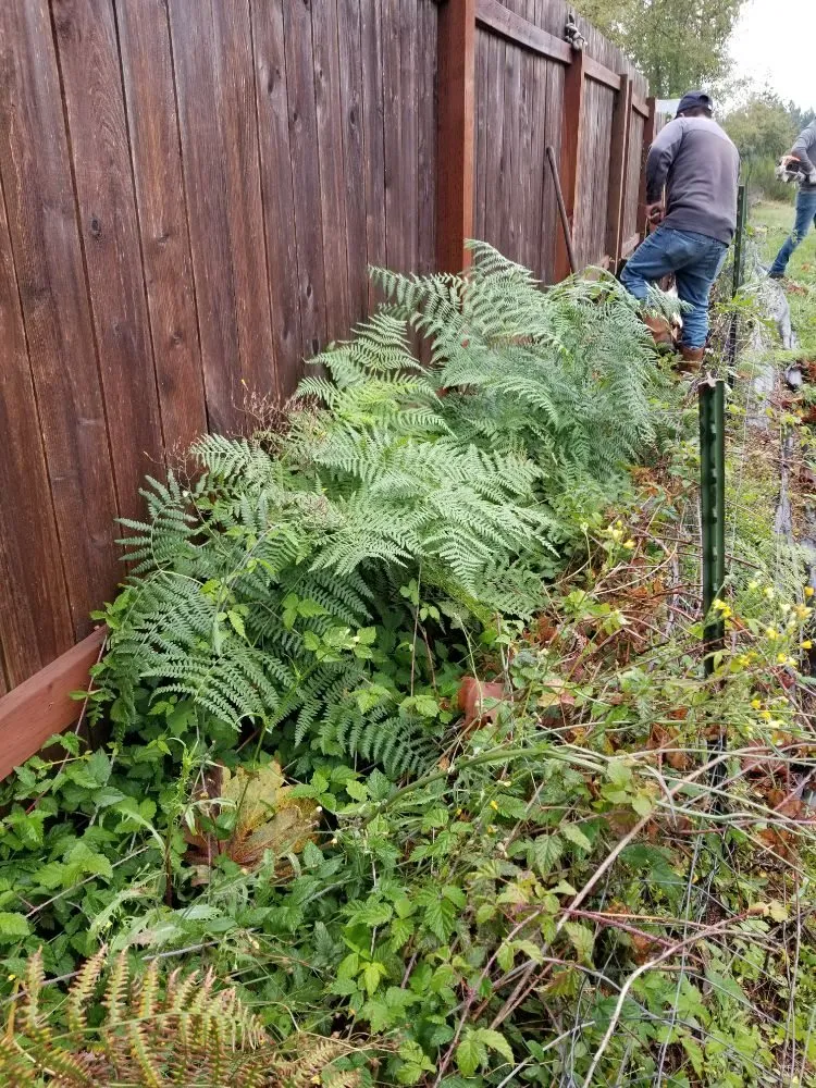 Professional landscape installation in Belfair, WA - Pedro Jesus Landscaping Services