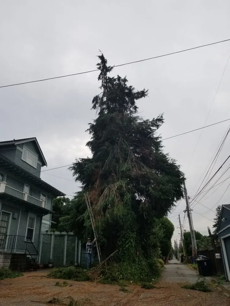 Professional landscape design for beautiful yards in Belfair, WA by Pedro Jesus Landscaping Services