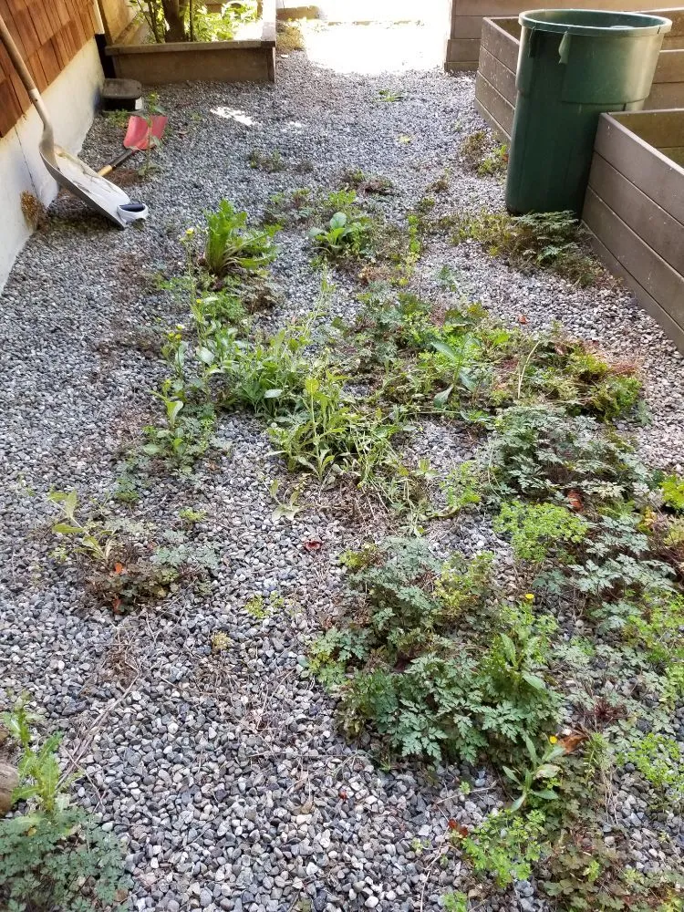 Expert landscape installation in Belfair, WA - Pedro Jesus Landscaping Services