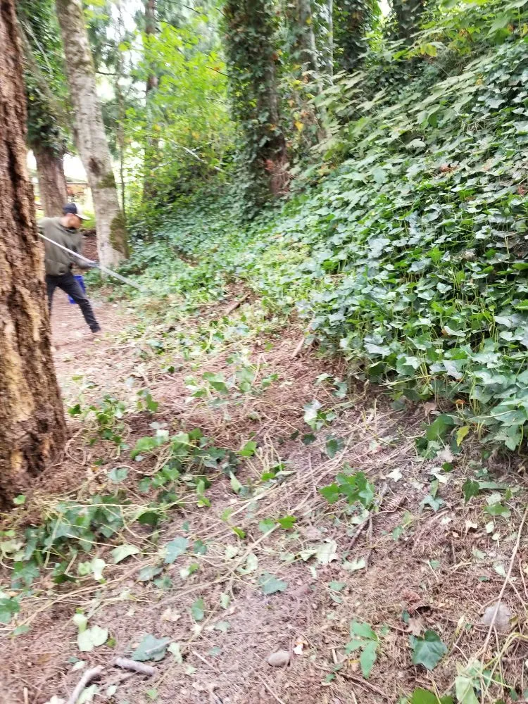 Expert lawn mowing service experts serving Belfair, WA - Pedro Jesus Landscaping Services