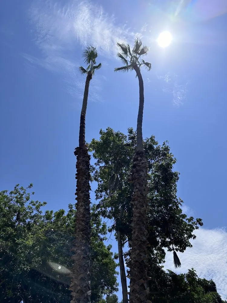 Affordable outdoor landscaping near you across San Diego, CA - Pedro Landscape