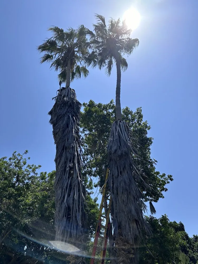 Professional landscaping services experts serving San Diego, CA - Pedro Landscape