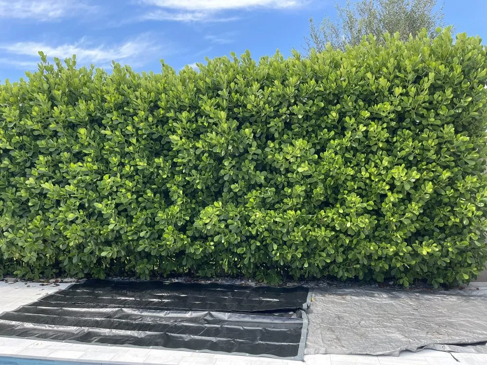 Local landscape design for year-round maintenance in Lake Worth Beach, FL by Pedro Landscaping Services