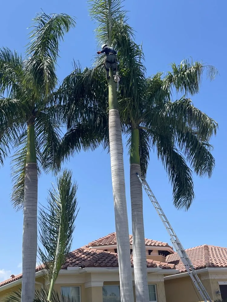 Professional lawn care service for beautiful yards across Lake Worth Beach, FL - Pedro Landscaping Services