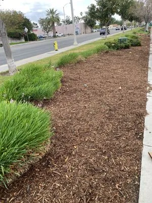 Pedro Lawn Care Logo