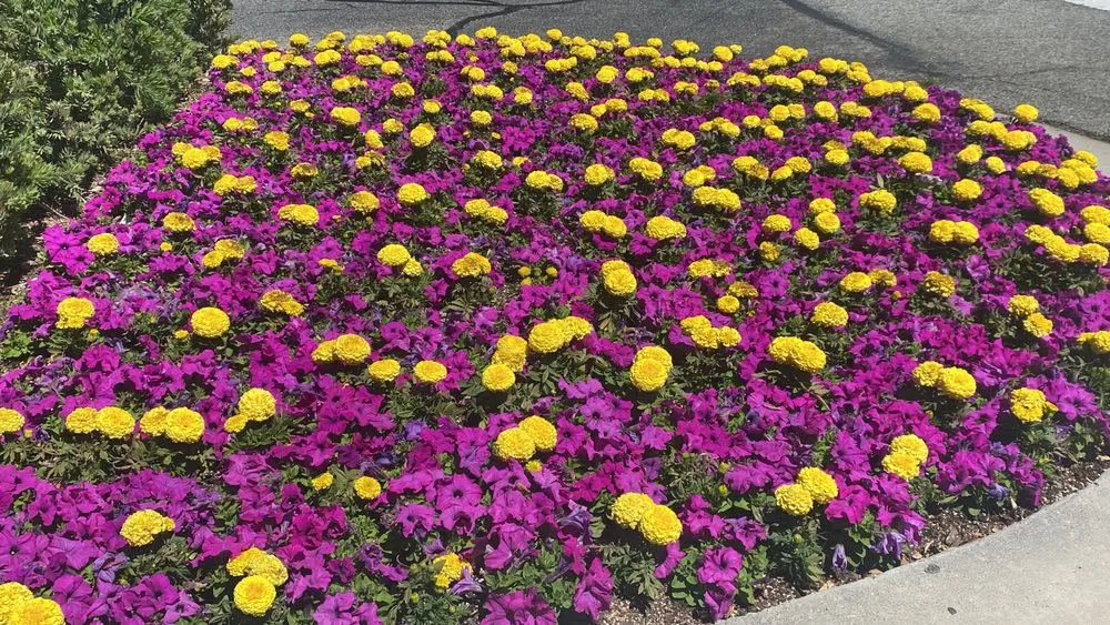 Reliable outdoor landscaping for residential properties across Santa Clarita, CA - Pedro's Gardner & Landscaping