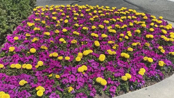 Pedro's Gardner & Landscaping Logo