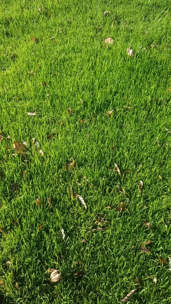 Local lawn mowing service experts serving Hesperia, CA - Pedro's Landscape