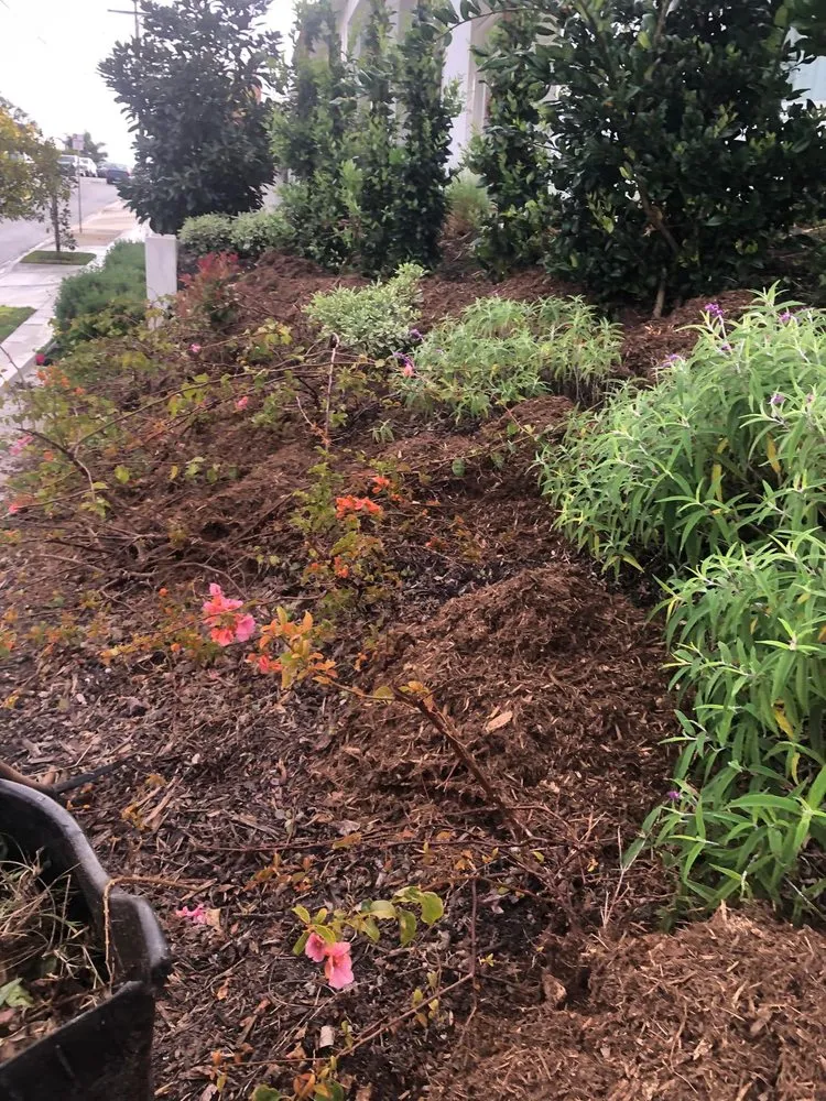 Expert yard cleanup service with custom design in Inglewood, CA by Pedro´s Landscaping