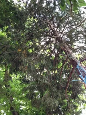 Pedros Landscaping Logo