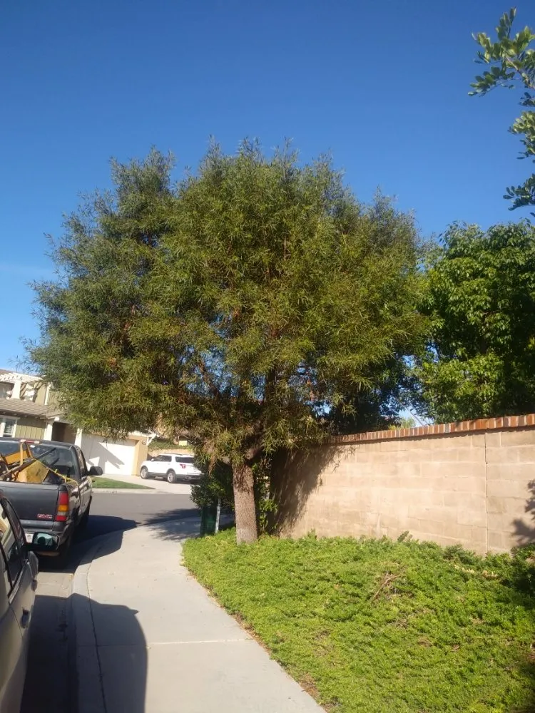 Expert landscaping services experts serving San Juan Capistrano, CA - Pedros Landscaping