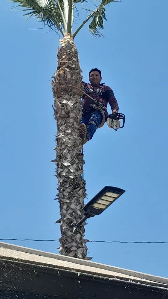 Trusted yard cleanup service experts serving Riverside, CA - Pedros Landscaping Tree Service