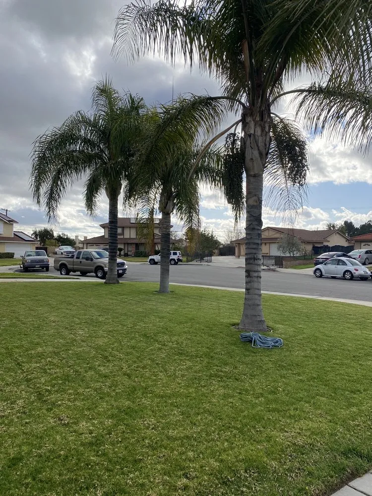 Top-rated residential landscaping for residential properties across Riverside, CA - Pedros Landscaping Tree Service