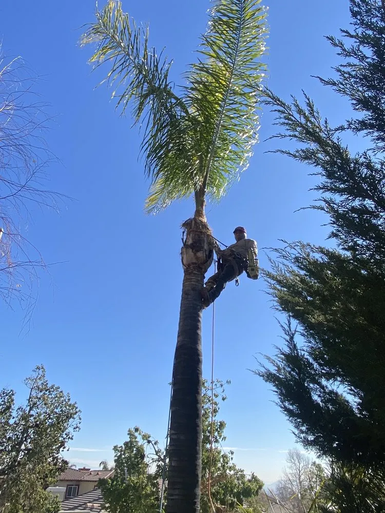 Expert yard maintenance in Riverside, CA - Pedros Landscaping Tree Service