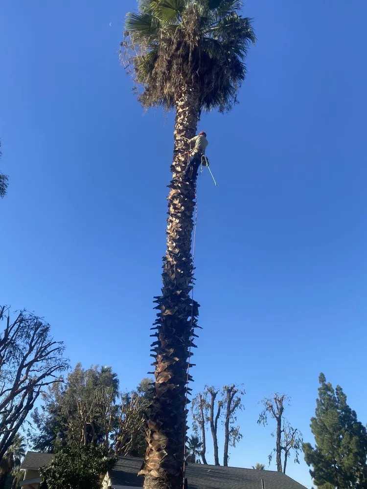 Custom landscaping services experts serving Riverside, CA - Pedros Landscaping Tree Service