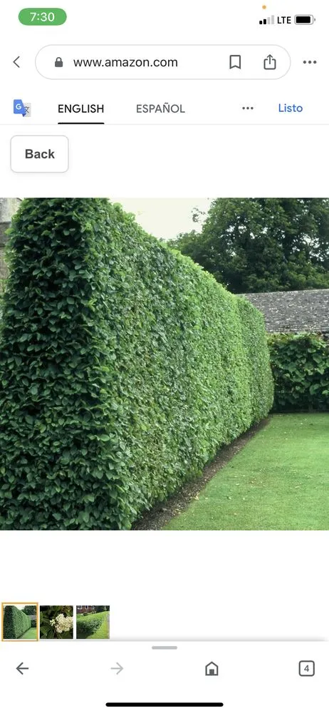 Professional yard cleanup service near you in Riverside, CA by Pedros Landscaping Tree Service