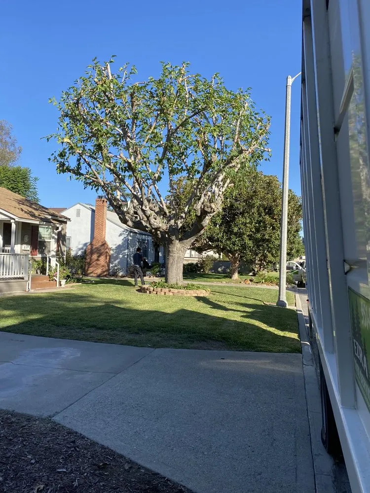 Top-rated landscape design near you across Riverside, CA - Pedros Landscaping Tree Service