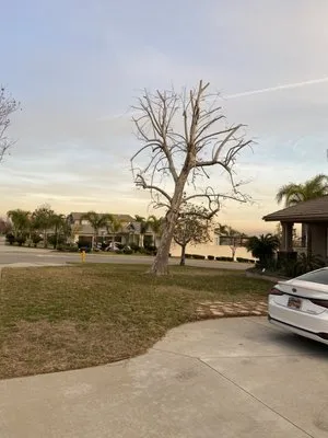 Pedros Landscaping Tree Service Logo