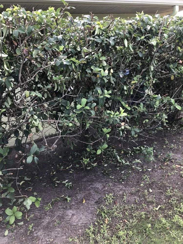 Trusted outdoor landscaping in Palmetto, FL by Pedro's Lawn Service