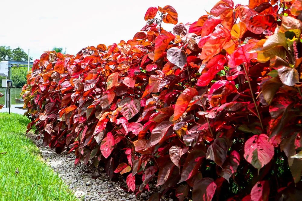 Top-rated yard maintenance experts serving Fort Myers, FL - Peer Landscaping