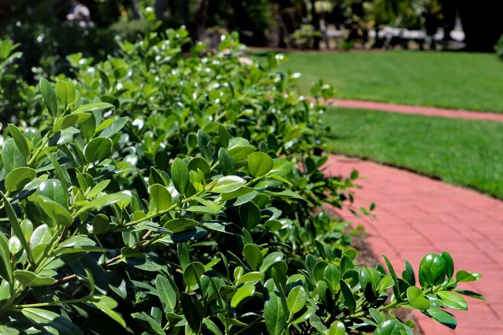 Professional yard cleanup service for residential properties in Fort Myers, FL by Peer Landscaping