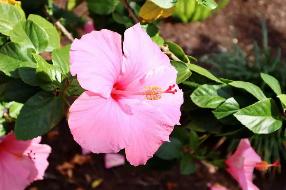 Expert landscape design experts serving Fort Myers, FL - Peer Landscaping