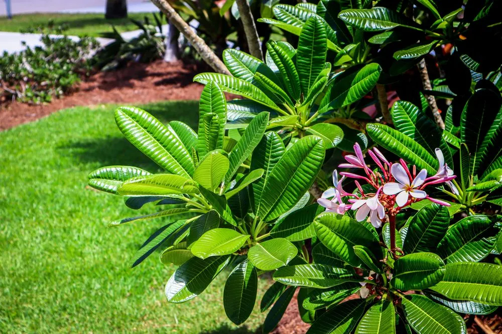 Local yard cleanup service experts serving Fort Myers, FL - Peer Landscaping