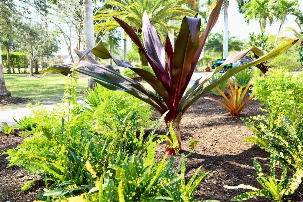 Reliable yard cleanup service in Fort Myers, FL - Peer Landscaping