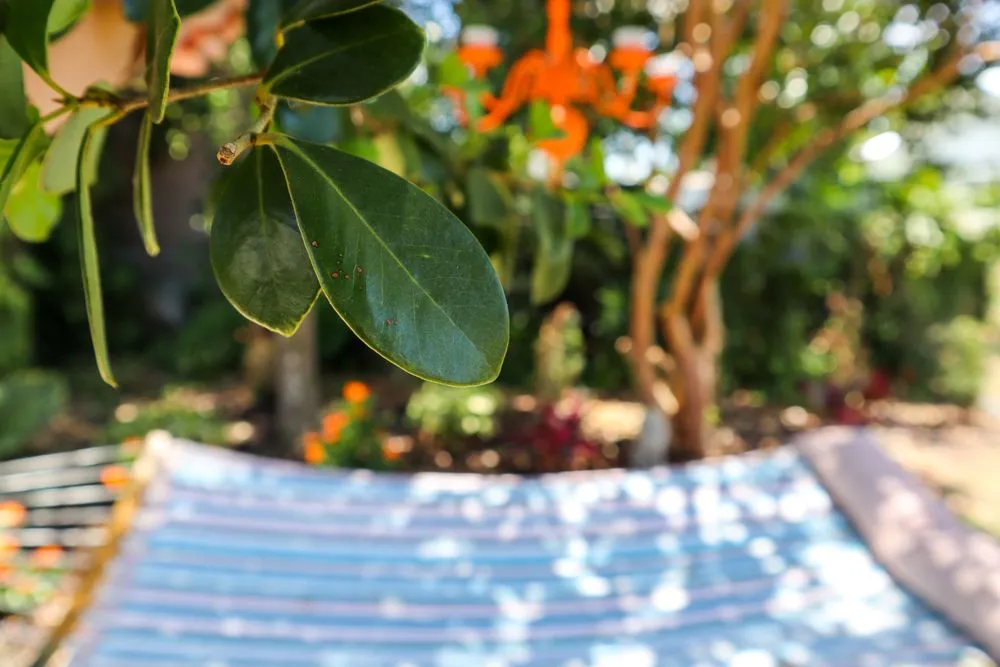 Top-rated yard maintenance for homes in Fort Myers, FL by Peer Landscaping