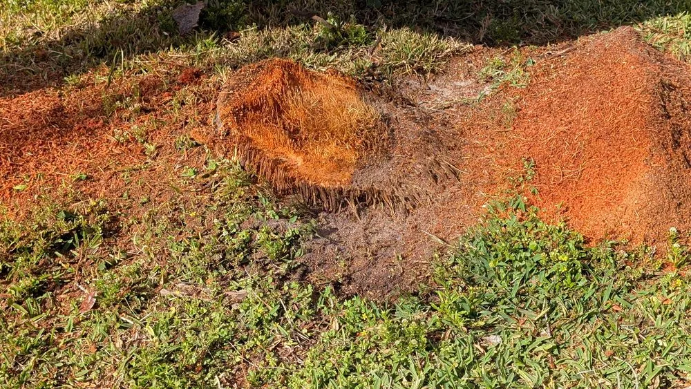 Affordable lawn mowing service in Port Orange, FL by Peffer’s Stump Removal & Landscaping