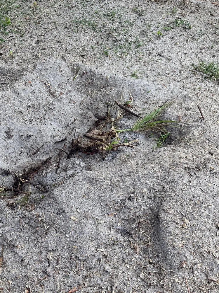 Custom landscape installation for beautiful yards in Port Orange, FL by Peffer’s Stump Removal & Landscaping