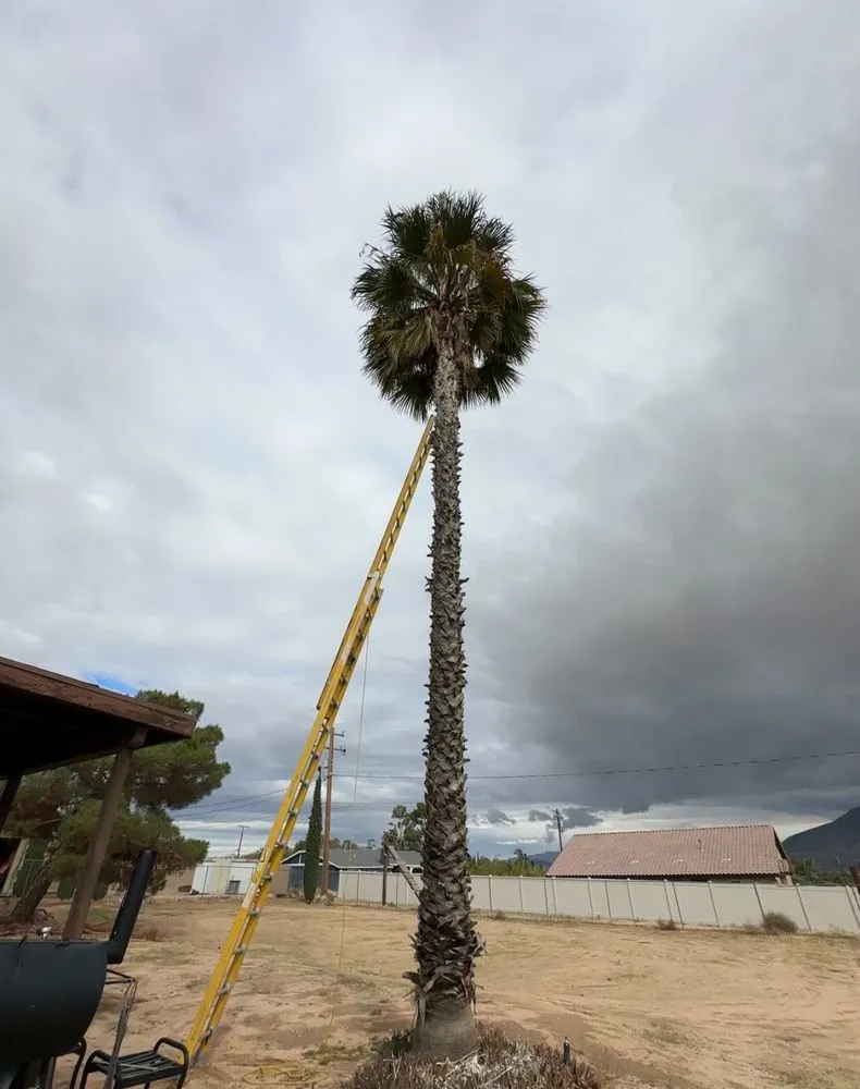 Expert landscaping services in Jess Ranch, CA by Pelayo Landscaping Services