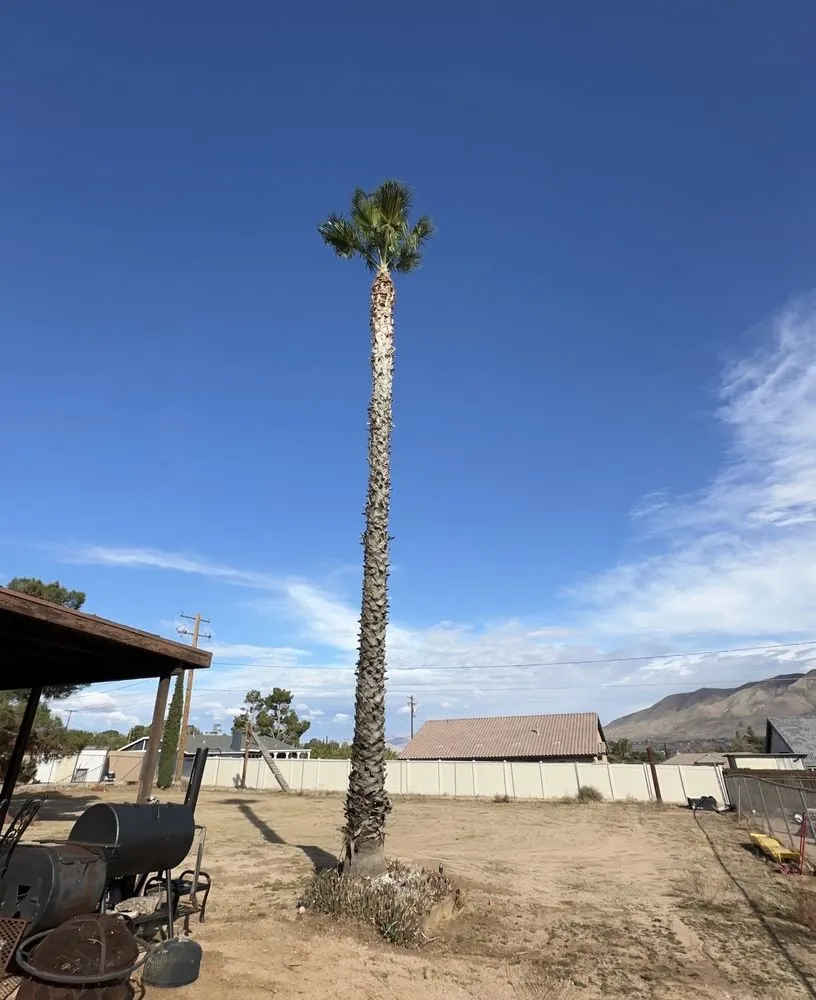Top-rated lawn care service for homes in Jess Ranch, CA by Pelayo Landscaping Services