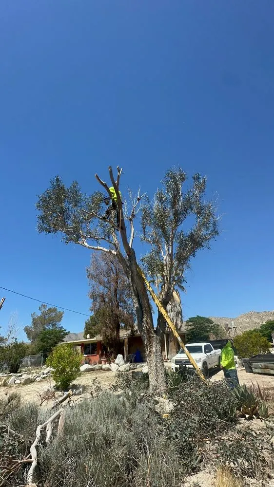 Top-rated outdoor landscaping in Jess Ranch, CA by Pelayo Landscaping Services