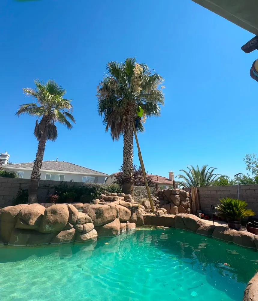 Professional yard cleanup service in Jess Ranch, CA by Pelayo Landscaping Services