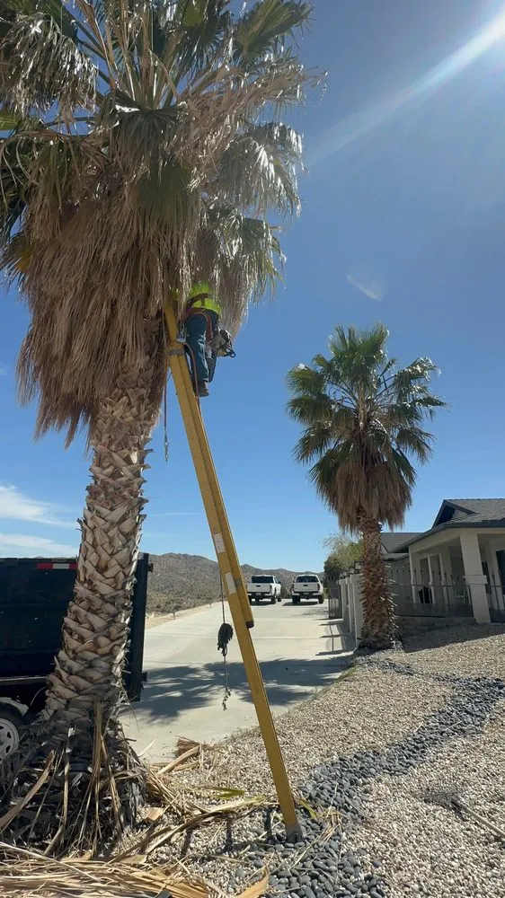 Top-rated yard cleanup service experts serving Jess Ranch, CA - Pelayo Landscaping Services