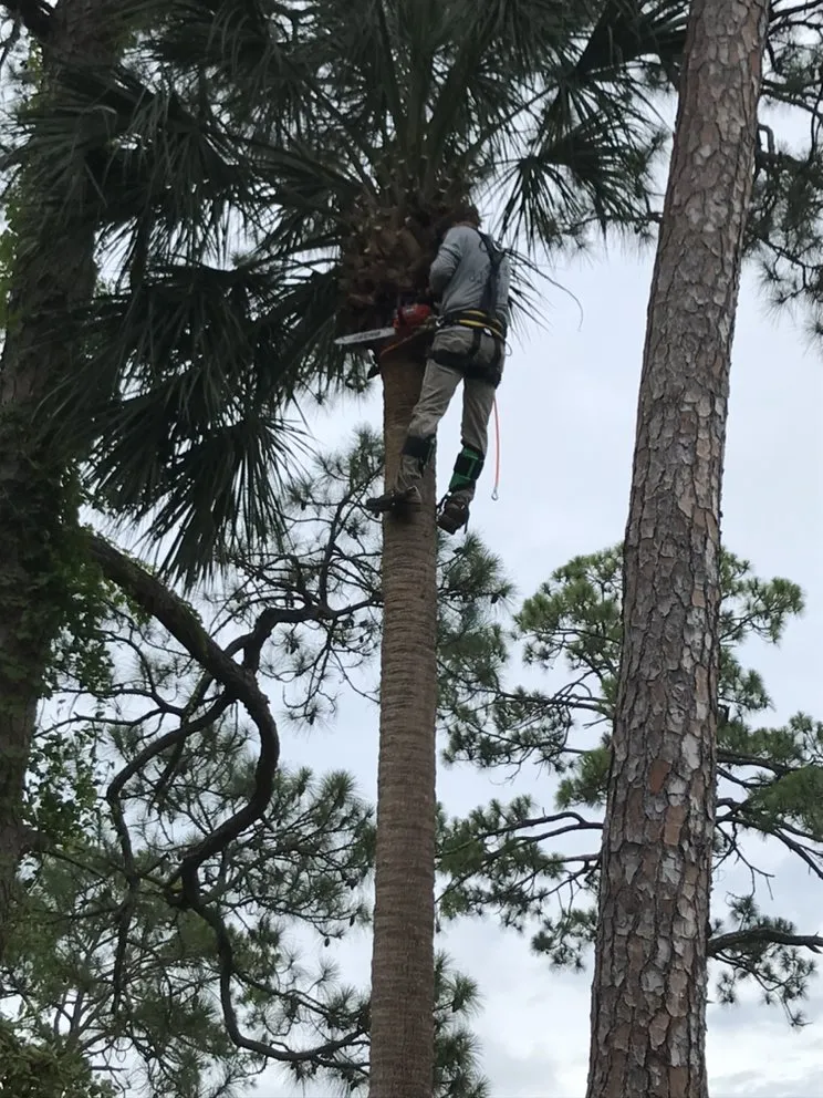 Custom lawn care service for year-round maintenance in Port Orange, FL by PelCare Lawn and Landscaping