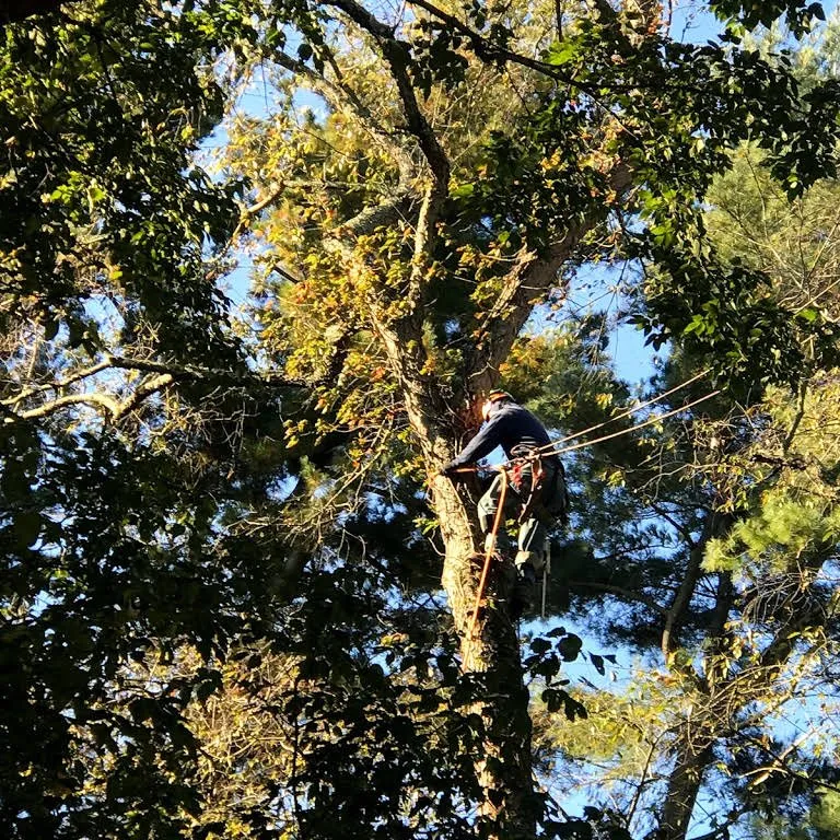 Local outdoor landscaping in Lafayette Hill, PA - Pelchat Tree Service