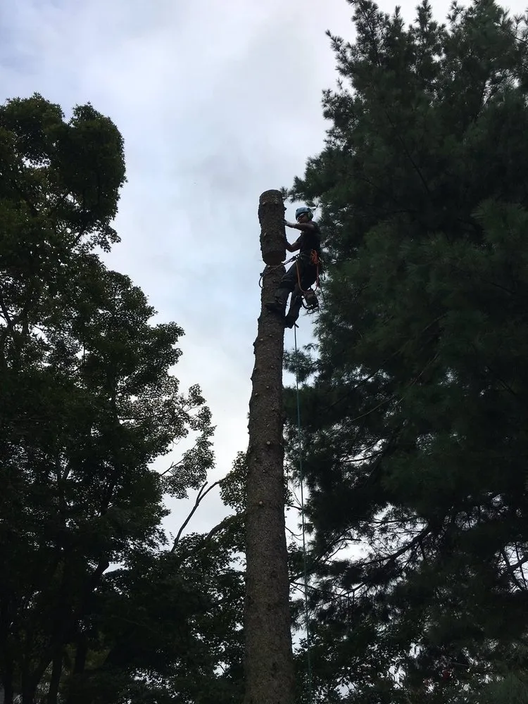 Local outdoor landscaping in Lafayette Hill, PA - Pelchat Tree Service