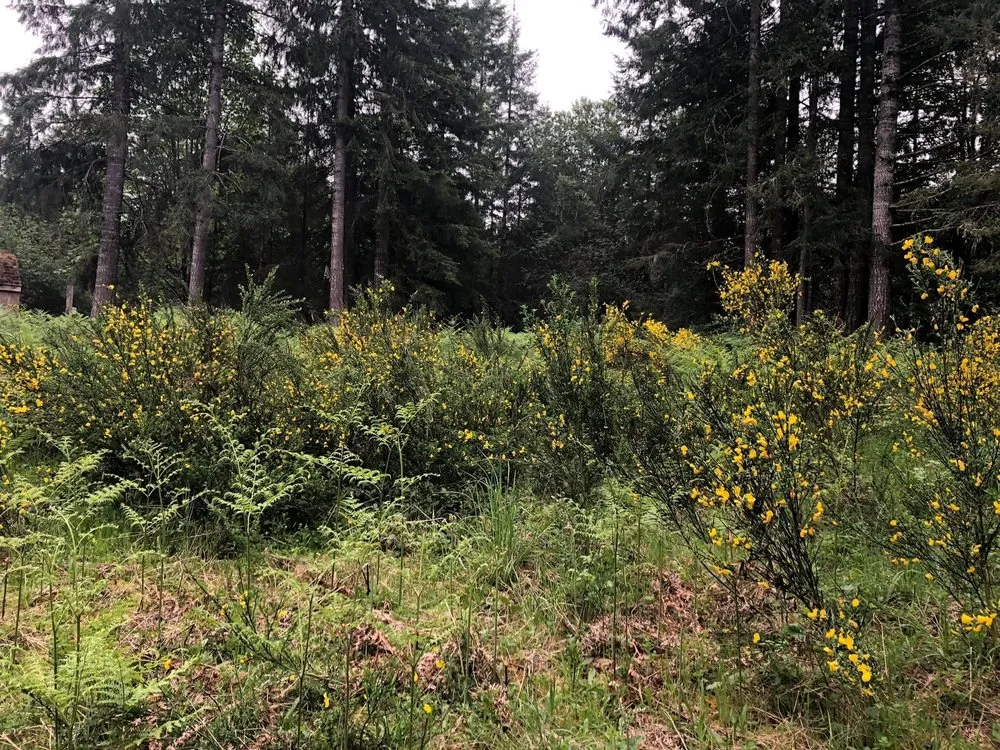 Local yard cleanup service experts serving Belfair, WA - Pelican Landscaping