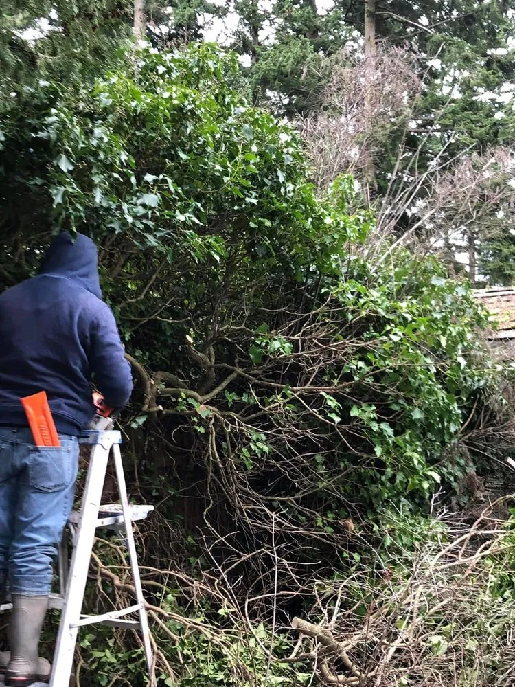 Top-rated landscaping services for beautiful yards in Belfair, WA by Pelican Landscaping